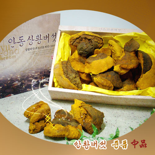 장수상황버섯 [중품]1kg