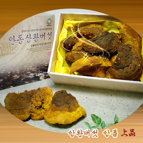 장수상황버섯 [상품]1kg